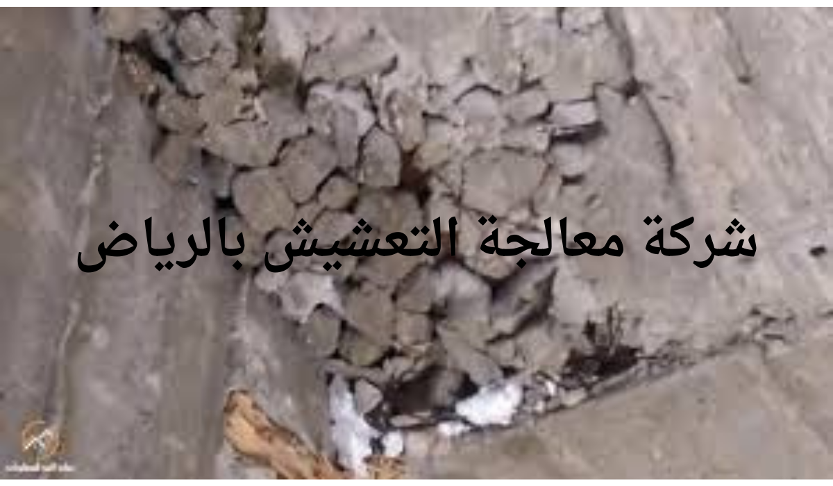 شركة معالجة التعشيش بالرياض